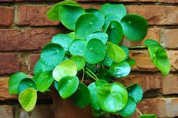 鏡面草有毒嗎 鏡面草可以在家庭室內(nèi)養(yǎng)嗎