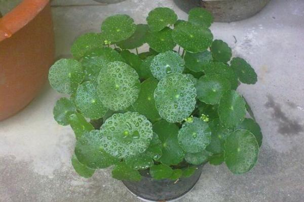 鏡面草有毒嗎 鏡面草可以在家庭室內養嗎