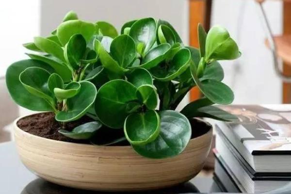鏡面草有毒嗎 鏡面草可以在家庭室內養嗎
