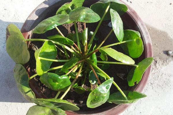 鏡面草有毒嗎 鏡面草可以在家庭室內養嗎