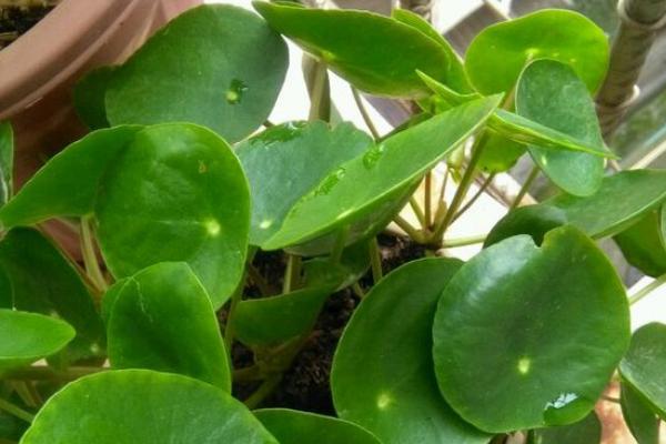 鏡面草有毒嗎 鏡面草可以在家庭室內養嗎