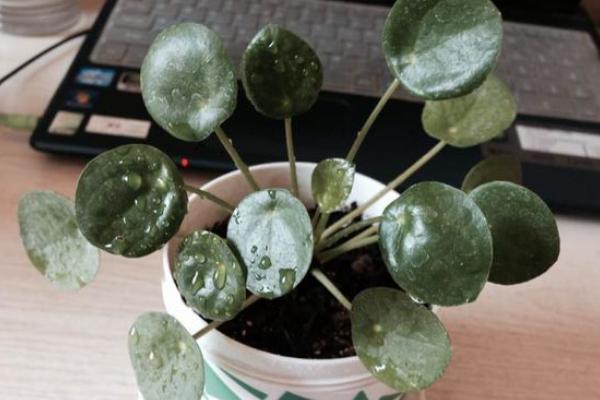 鏡面草有毒嗎 鏡面草可以在家庭室內養嗎