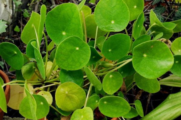 鏡面草怎么養 鏡面草養殖方法與注意事項