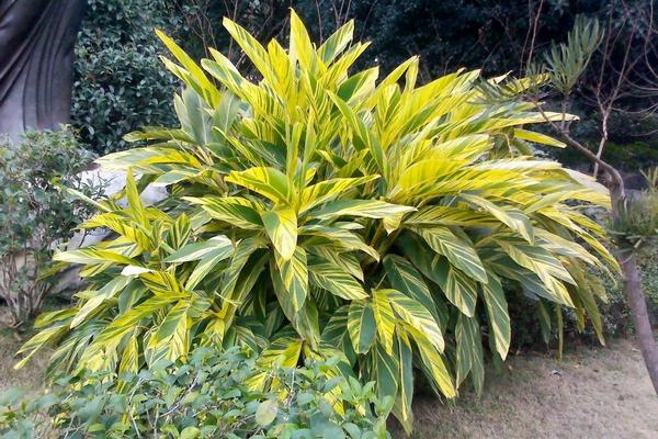 艷山姜塊莖是中藥嗎 艷山姜可以做香料嗎