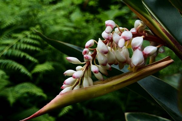 艷山姜功效與作用及禁忌 艷山姜怎么吃