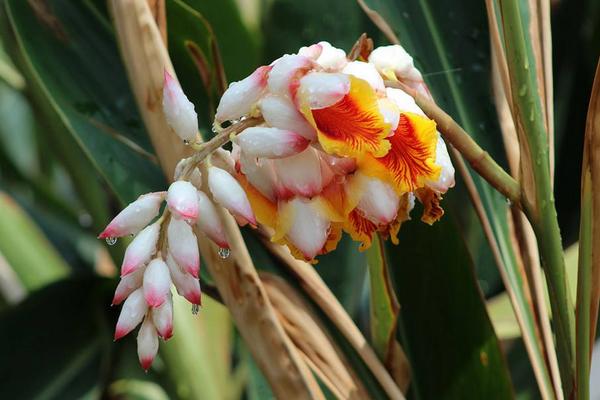 艷山姜功效與作用及禁忌 艷山姜怎么吃