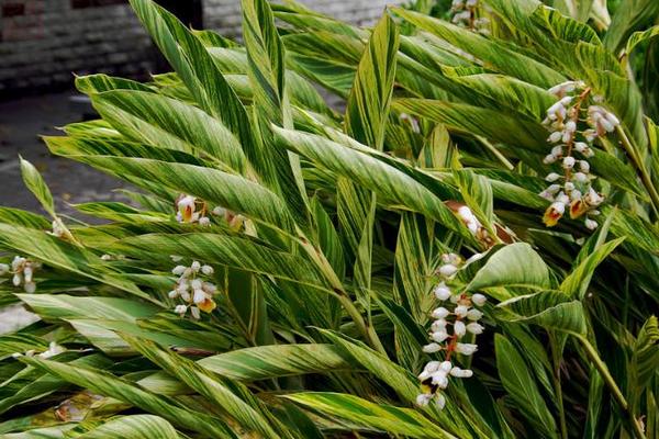 艷山姜功效與作用及禁忌 艷山姜怎么吃