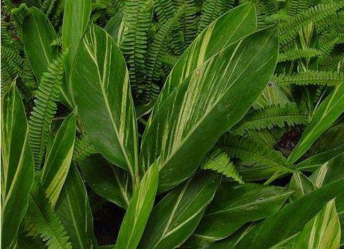 艷山姜功效與作用及禁忌 艷山姜怎么吃