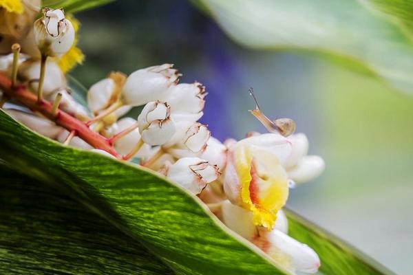 艷山姜功效與作用及禁忌 艷山姜怎么吃