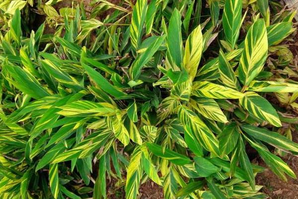 艷山姜功效與作用及禁忌 艷山姜怎么吃