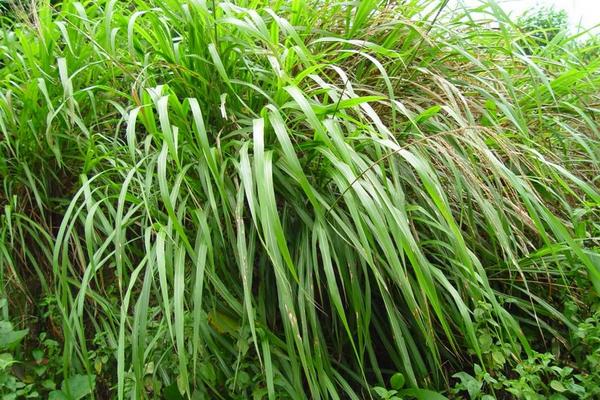 香茅是什么 香茅產地在哪里