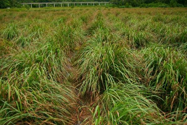 香茅是什么 香茅產地在哪里