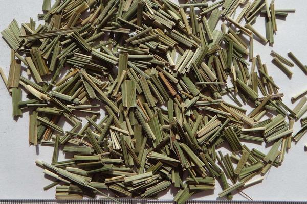 香茅是什么 香茅產地在哪里