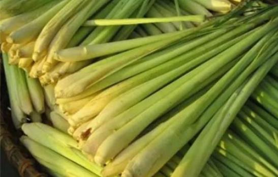 香茅是什么 香茅產地在哪里