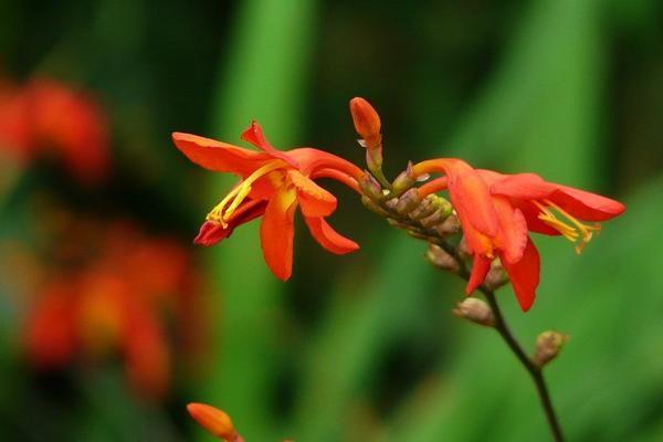 火星花和射干的區別是什么 火星花的繁殖方法