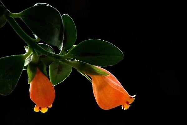 金魚吊蘭有毒嗎 金魚吊蘭能放在室內(nèi)臥室養(yǎng)嗎