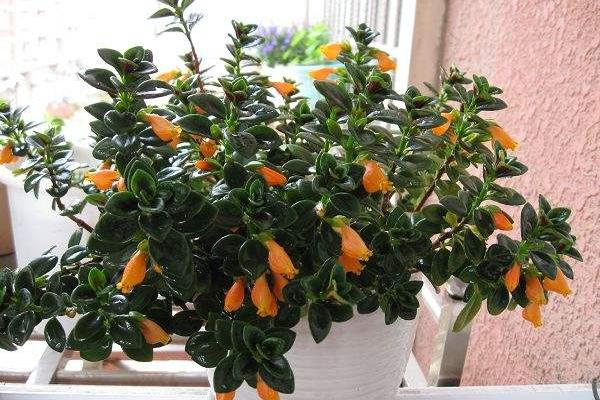 金魚吊蘭怎么摘心打頂（圖解） 金魚吊蘭怎么修剪