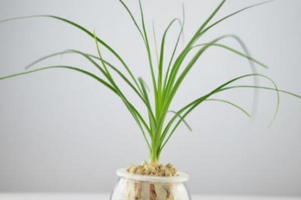 酒瓶蘭怎么養 酒瓶蘭養殖方法與注意事項