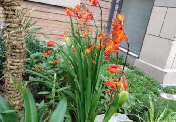 火星花市場價格多少錢一株 火星花的家庭養殖方法