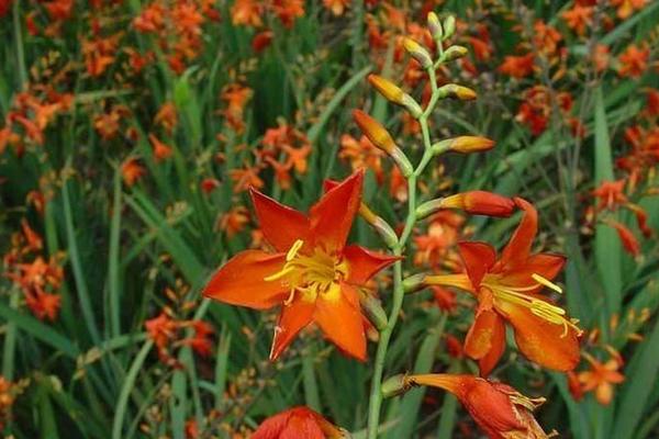 火星花市場價格多少錢一株 火星花的家庭養殖方法