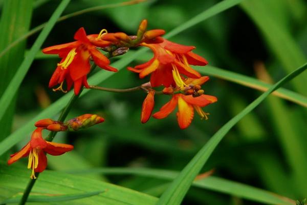 火星花市場價格多少錢一株 火星花的家庭養殖方法