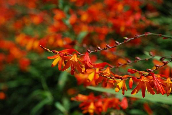 火星花市場價格多少錢一株 火星花的家庭養殖方法