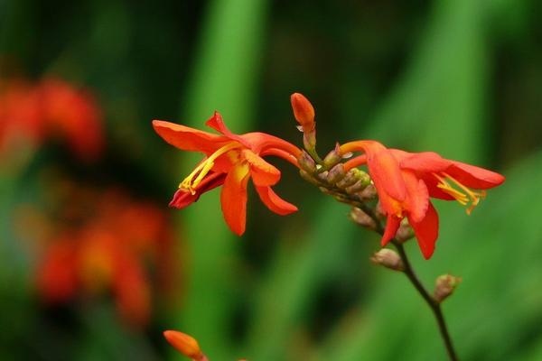火星花市場價格多少錢一株 火星花的家庭養殖方法