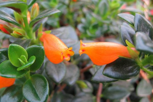金魚吊蘭一年開幾次花 金魚吊蘭葉子發(fā)黃怎么辦