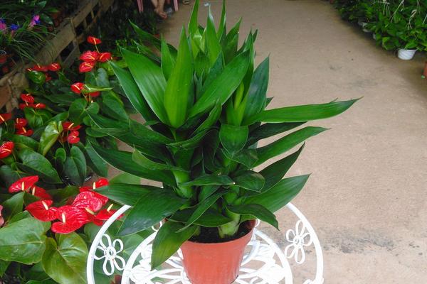 蓮花竹和富貴竹的區(qū)別是什么 富貴竹養(yǎng)幾根好