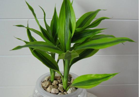 蓮花竹和富貴竹的區(qū)別是什么 富貴竹養(yǎng)幾根好