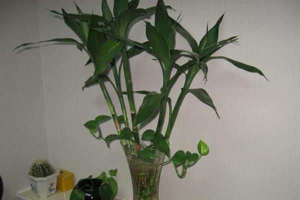 蓮花竹和富貴竹的區(qū)別是什么 富貴竹養(yǎng)幾根好