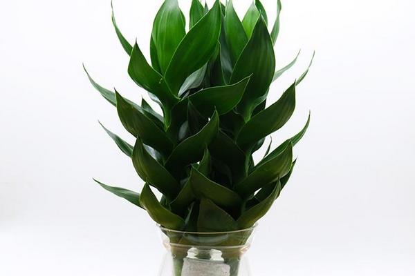 蓮花竹和富貴竹的區(qū)別是什么 富貴竹養(yǎng)幾根好