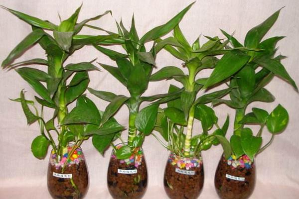 蓮花竹和富貴竹的區(qū)別是什么 富貴竹養(yǎng)幾根好