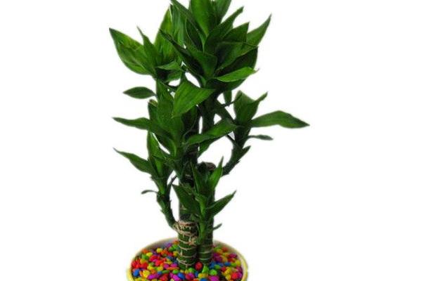 蓮花竹和富貴竹的區(qū)別是什么 富貴竹養(yǎng)幾根好