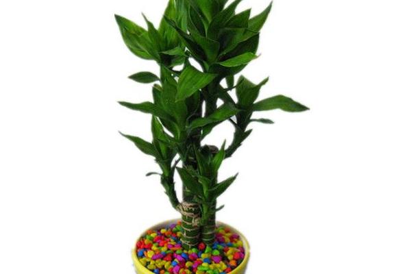 蓮花竹圖片大全 養蓮花竹的寓意