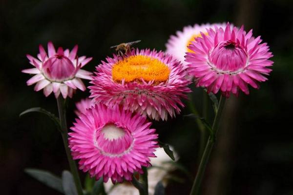 麥稈菊圖片大全 麥稈菊花語及寓意
