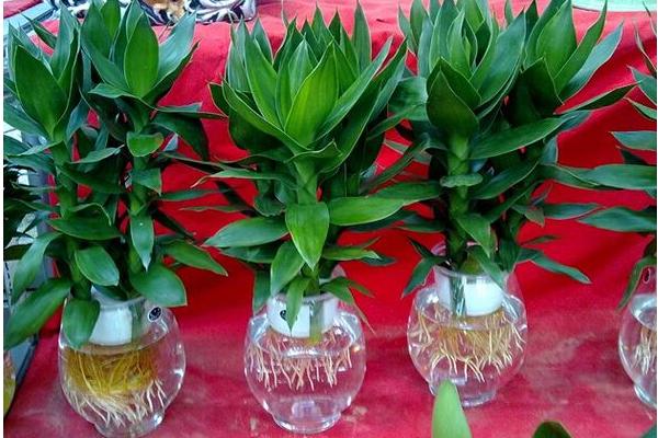 蓮花竹怎么養(yǎng) 蓮花竹養(yǎng)殖方法與注意事項(xiàng)