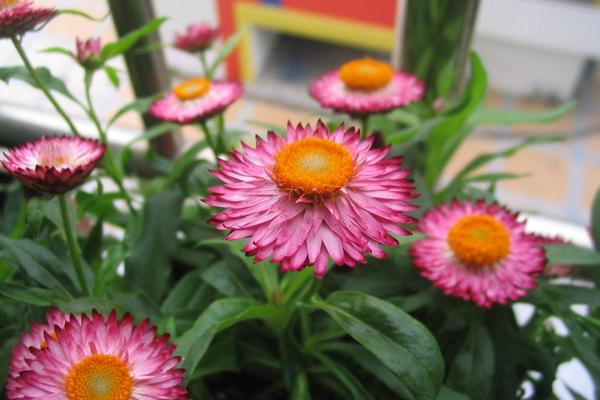 麥稈菊圖片大全 麥稈菊花語及寓意