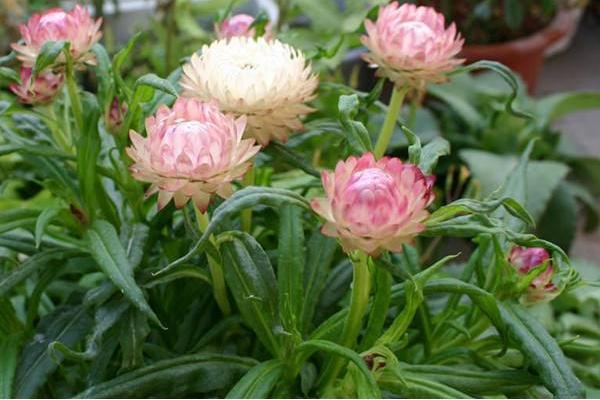 麥稈菊圖片大全 麥稈菊花語及寓意