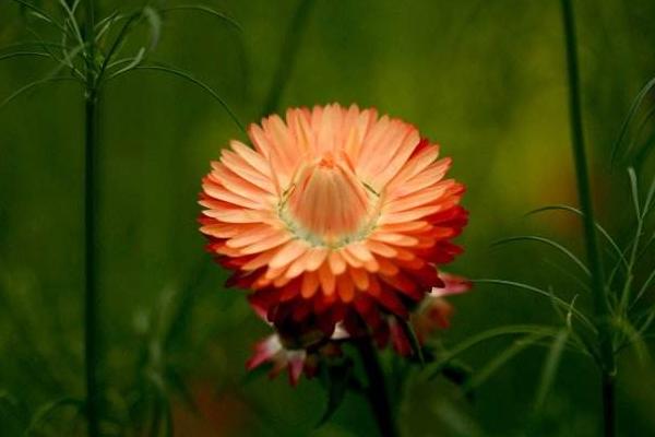 麥稈菊圖片大全 麥稈菊花語及寓意