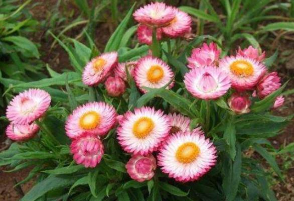 麥稈菊圖片大全 麥稈菊花語及寓意