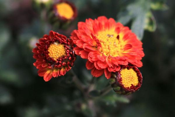 麥稈菊圖片大全 麥稈菊花語及寓意