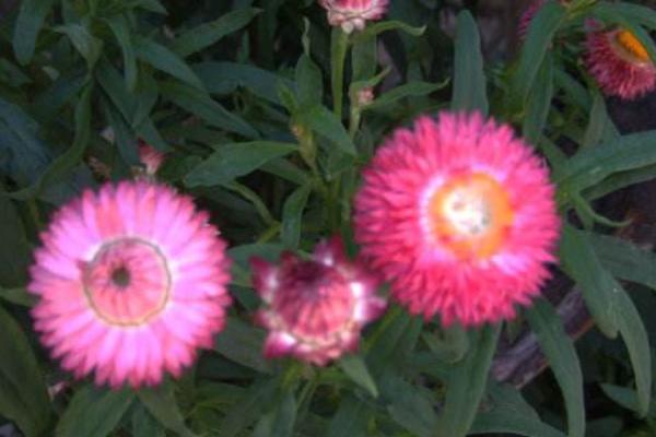 麥稈菊圖片大全 麥稈菊花語及寓意