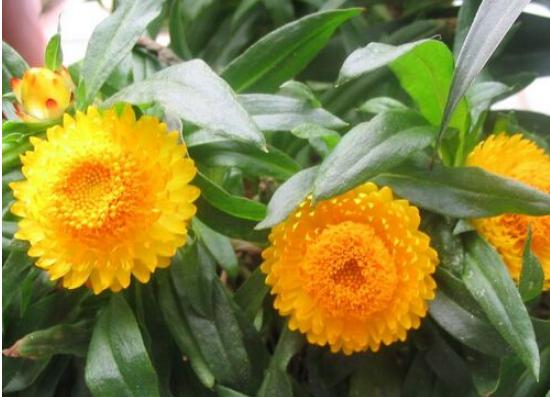 麥稈菊圖片大全 麥稈菊花語及寓意