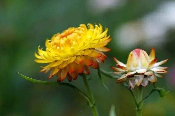 麥稈菊圖片大全 麥稈菊花語及寓意