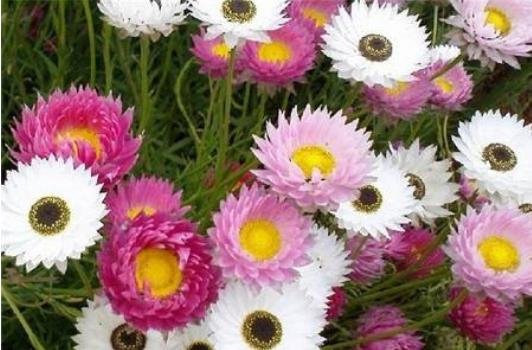 麥稈菊圖片大全 麥稈菊花語及寓意
