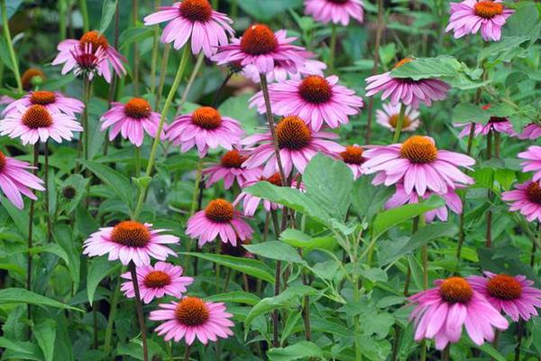 松果菊功效與作用及禁忌 松果菊藥用價值