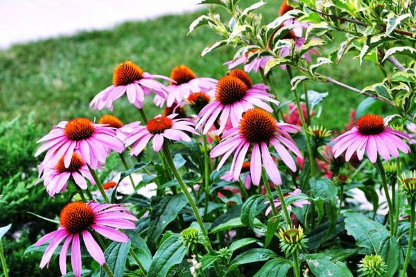 松果菊種子市場價格多少錢一斤 松果菊的繁殖方法
