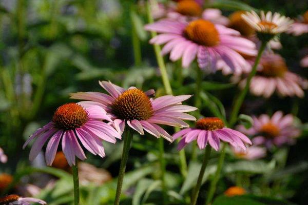 松果菊種子怎么種 松果菊播種方法