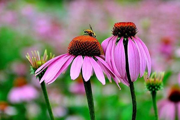 松果菊種子怎么種 松果菊播種方法
